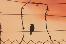 Strafverfahren gegen Regierungskritiker und Maßnahmengegner